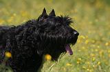 BOUVIER DES FLANDRES 482